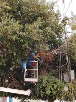 Campagne d'élagage des arbres