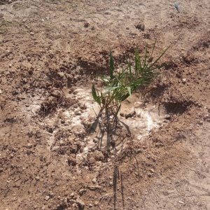 planta2.jpg