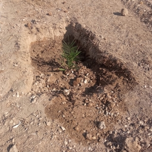 planta9.jpg